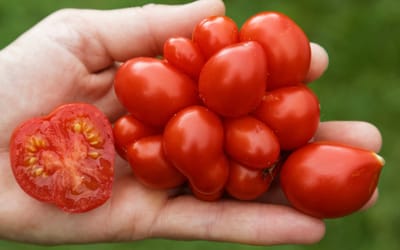 Reisetomate Voyage