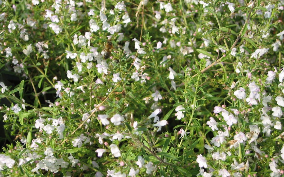 Bergbohnenkraut