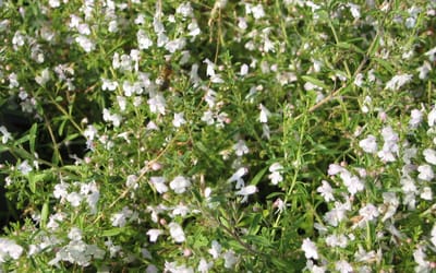 Bergbohnenkraut