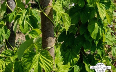 Hopfen