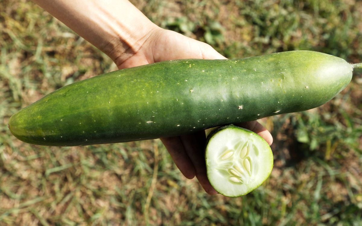 Salatgurke Bodoana