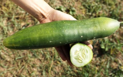 Salatgurke Bodoana