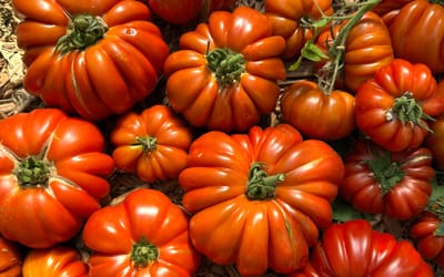 Tomate Fleur de Reagir