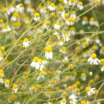 Heimische Wildkräuter Saatgut