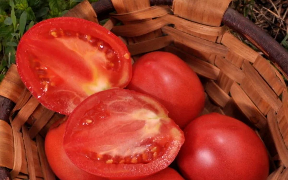 Tomate Grushovka