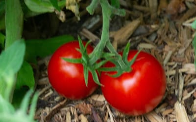 Tomate Popovich