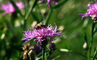 Gemeine Flockenblume