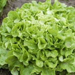 Salat