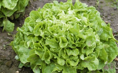 Salat