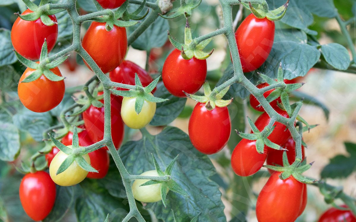 Datteltomate Pulcina