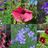 Im Blüten-Rausch - Samen-Set