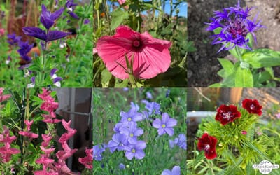 Im Blüten-Rausch - Samen-Set
