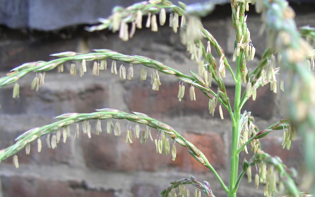 Mais - Männliche Blüten