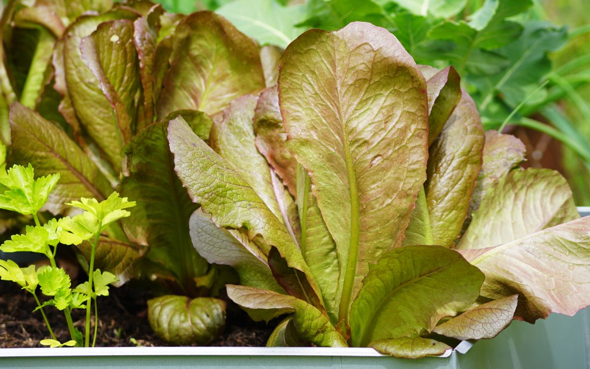 Romaine Red Cos