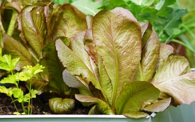 Romaine Red Cos