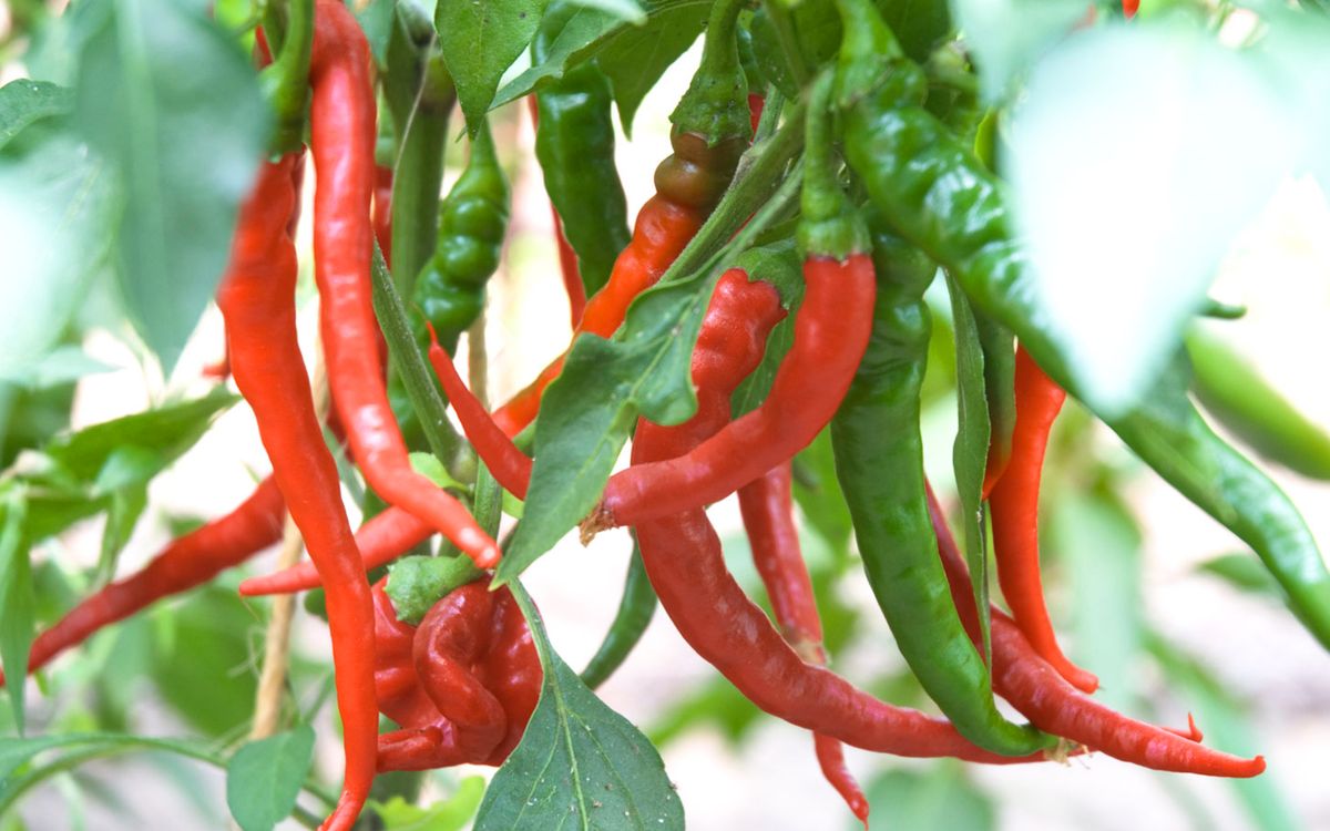 De Cayenne