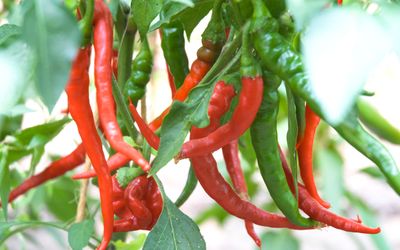 De Cayenne