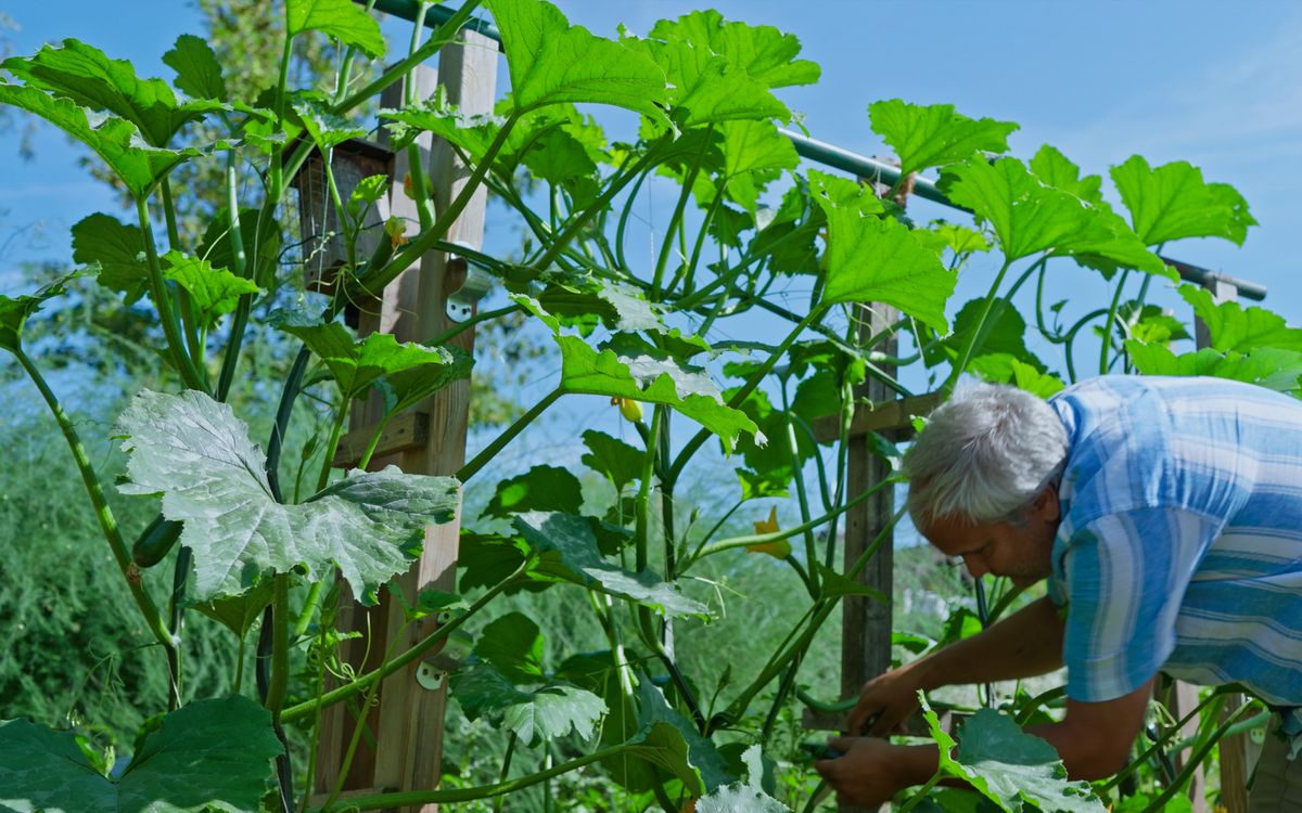Kletterzucchini Gerüst