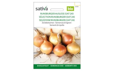 Rijnsburger Auslese 