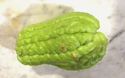 Chayote