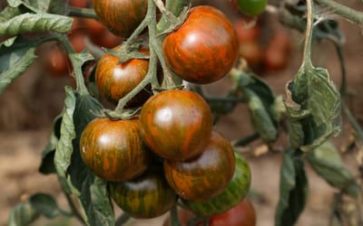 Tomate Zebranelle