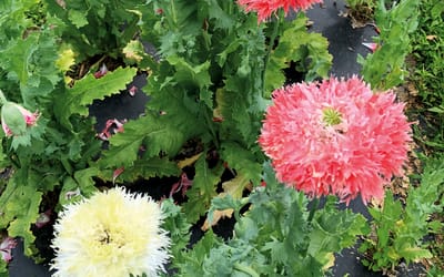 Mohn, fransig
