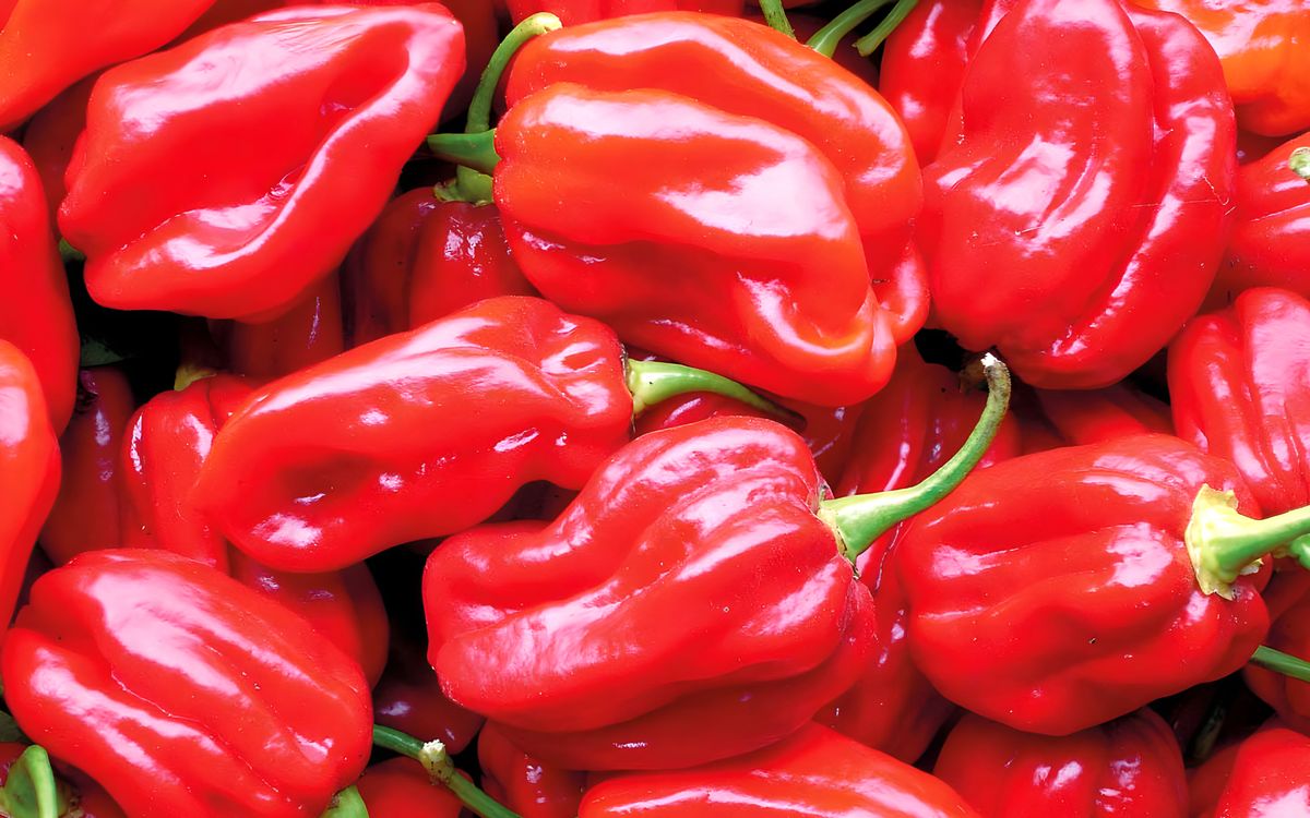 Habanero Tropical Red