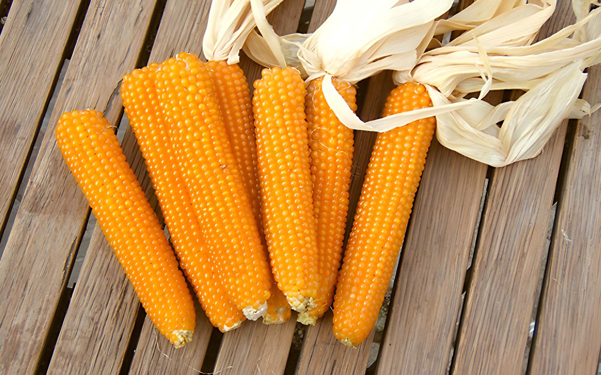 Kremgolyo