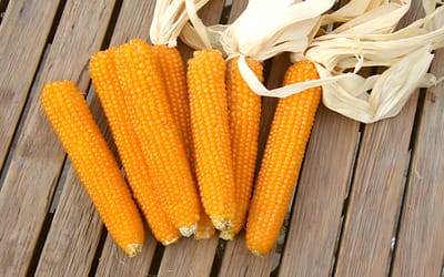 Kremgolyo