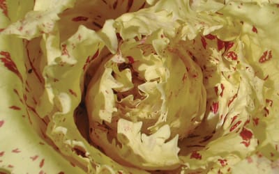 Radicchio Castelfranco Fenice