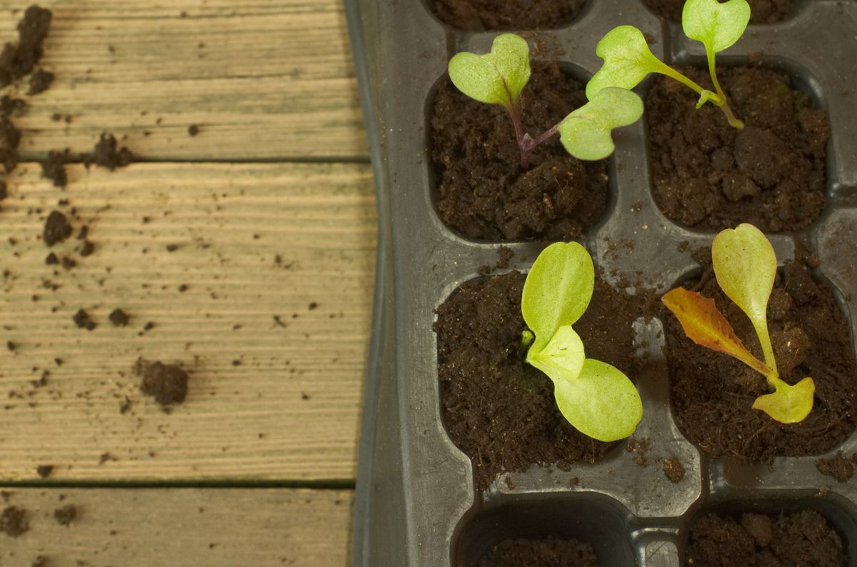 Saatgutschale aus Naturkautschuk - Saatgutschale
