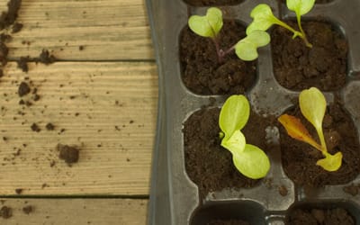 Saatgutschale aus Naturkautschuk - Saatgutschale