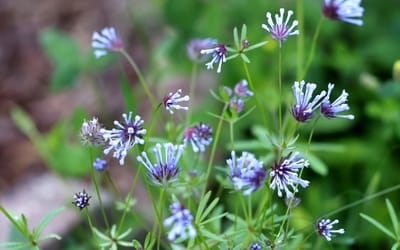Blauer Waldmeister