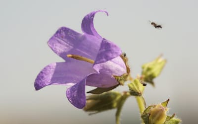 Nesselblättrige Glockenblume