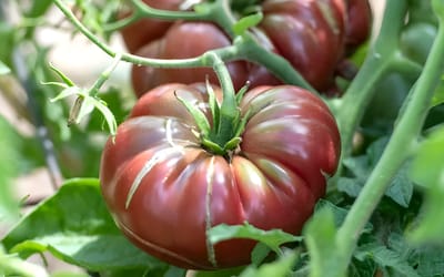 Purple Calabash
