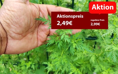 Einjähriger Beifuß