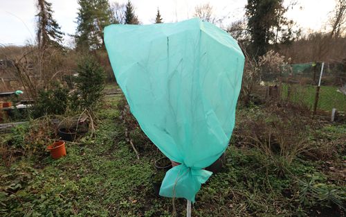 WinterSchutzhauben Borago