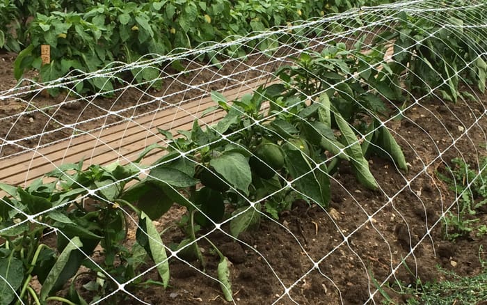Rankgitter für Paprika und Chili Borago