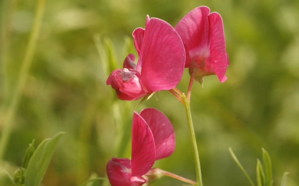 Knollige Platterbse Borago