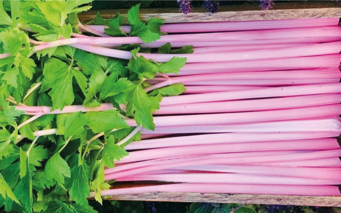 Chinese Pink Celery Borago