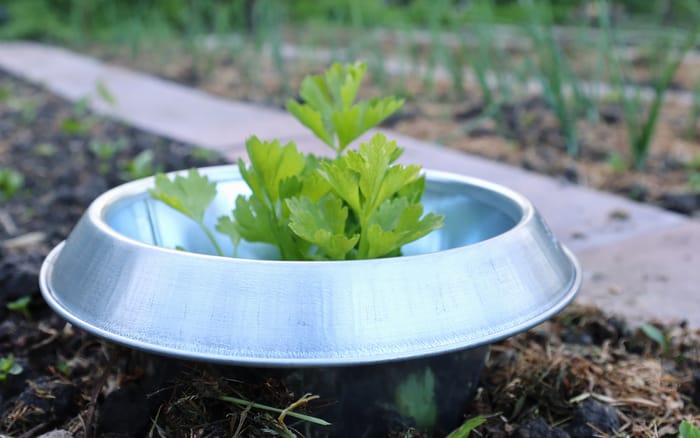 Schneckenkragen Metall 3er Pack Borago