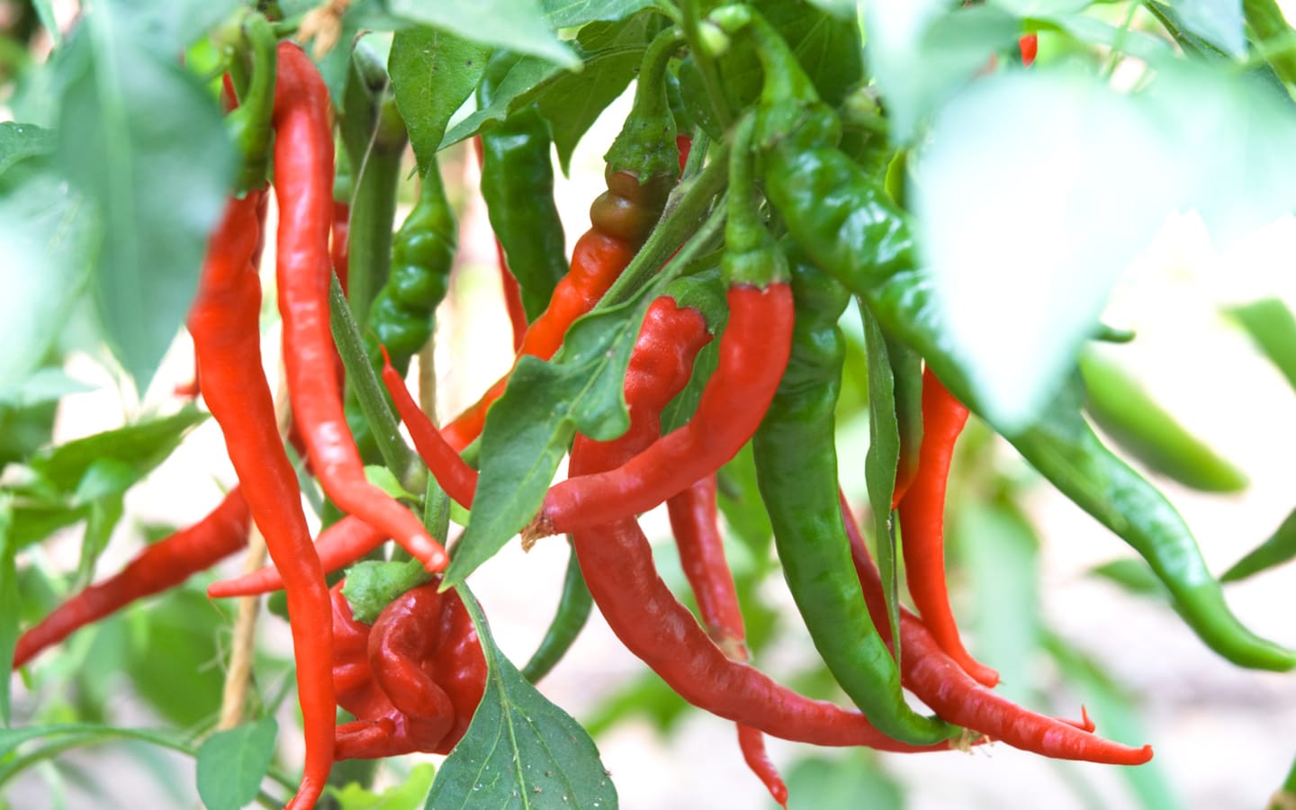 Paprika & Chili Borago