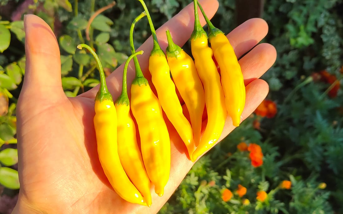 Chili Lemon Drop Borago