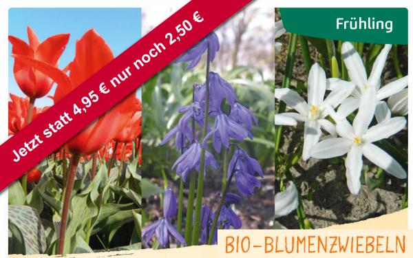 - Frühlingskollektion Borago Blumenzwiebeln