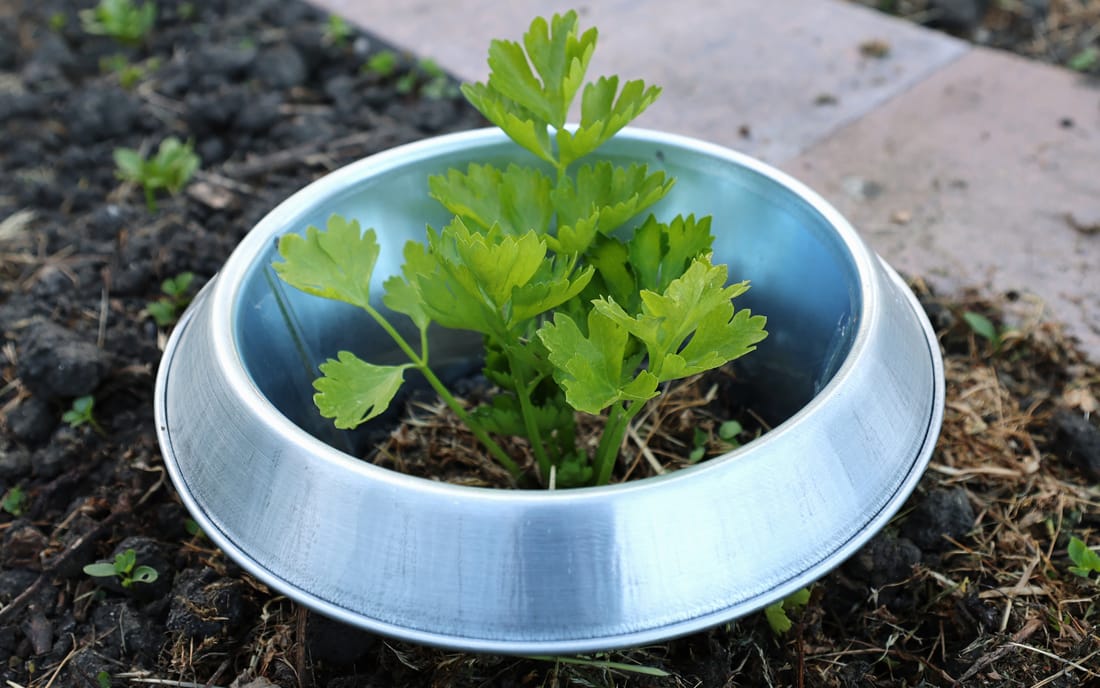 Schneckenkragen Metall 3er Pack Borago