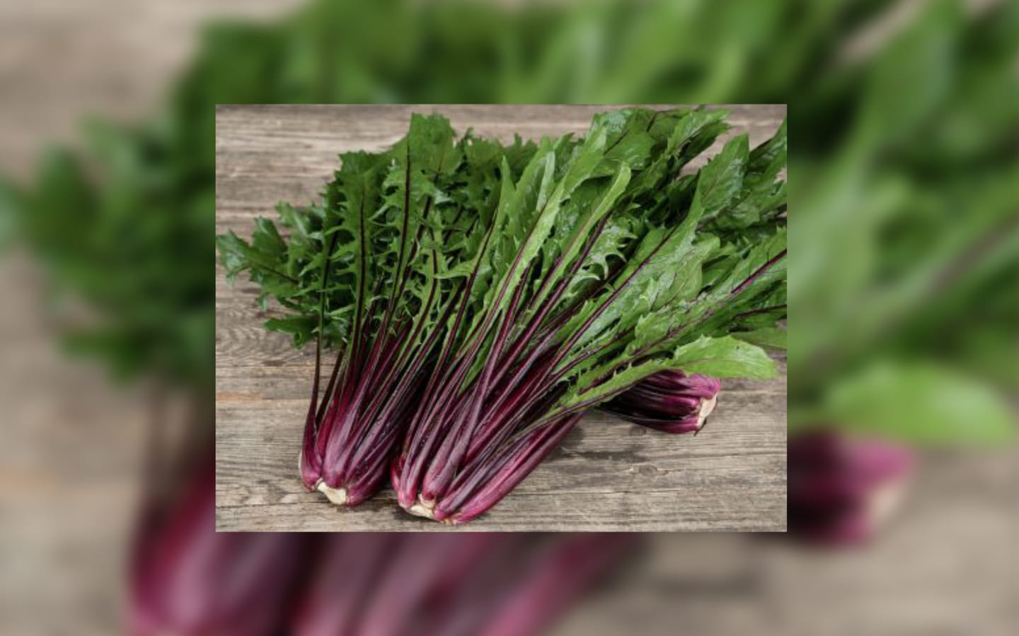 Catalogna Rossa Italia Borago