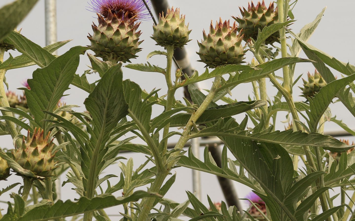 Gemüse Raritäten Borago