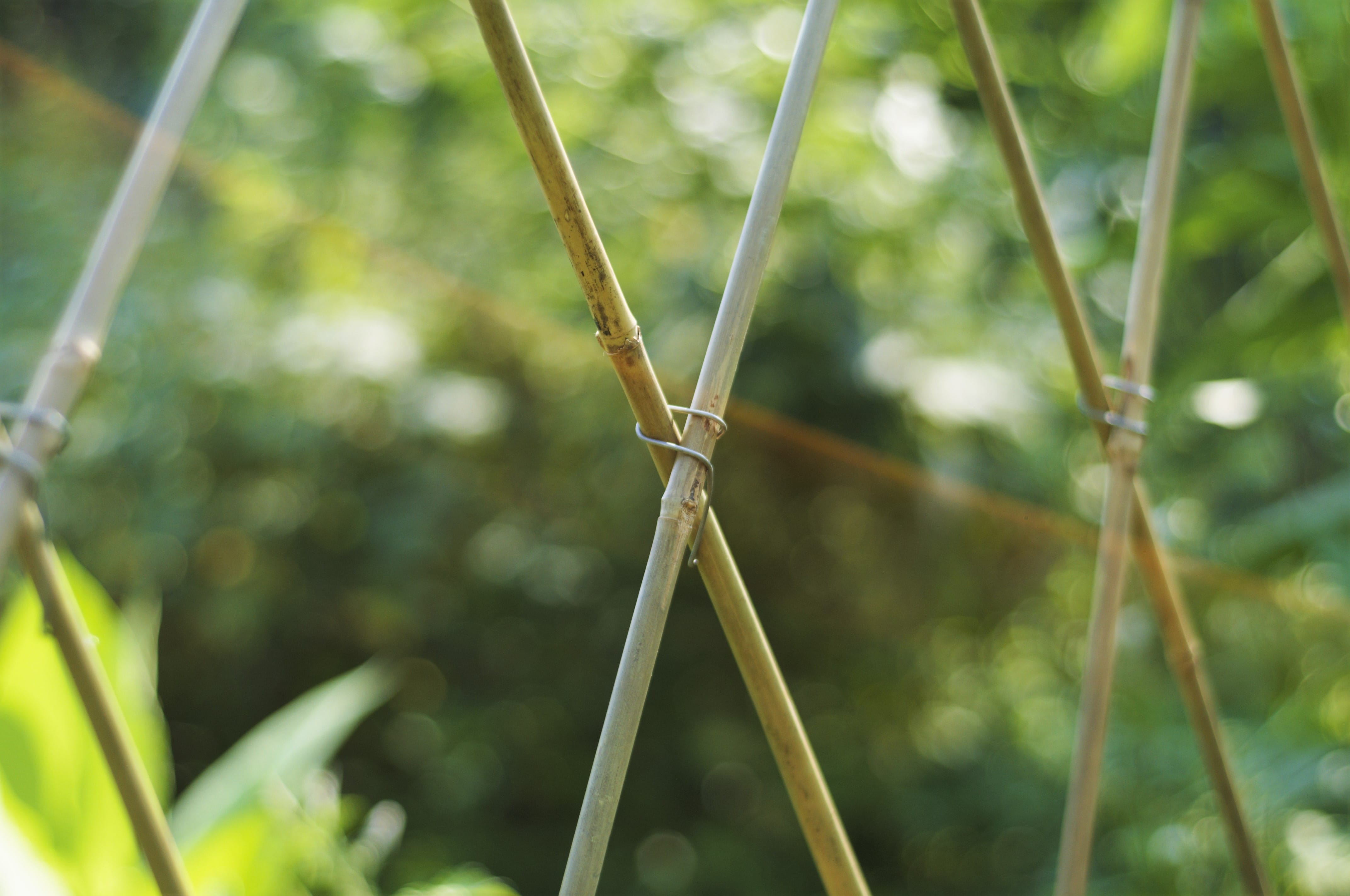 50 Stück Tonkinklammern Für Rankgerüste - Stangenverbinder Für Bambus 8-16mm