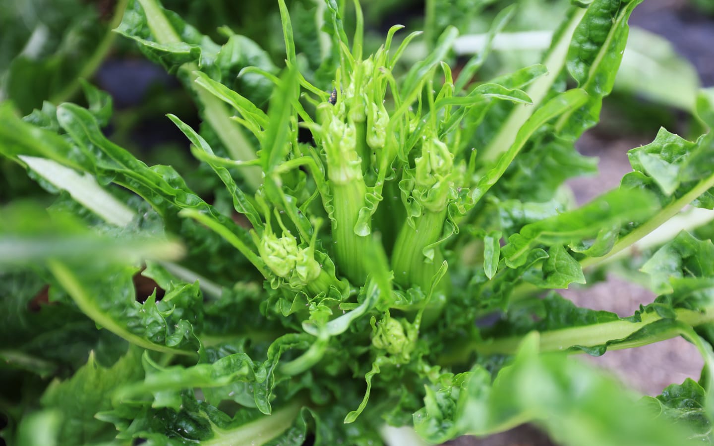 Catalogna Puntarelle di Galatina Borago