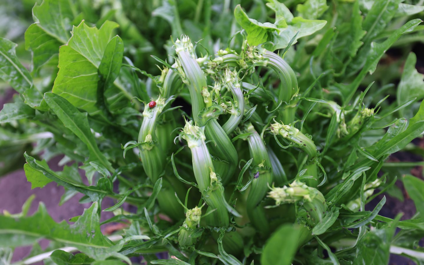 Catalogna Puntarelle di Galatina Borago